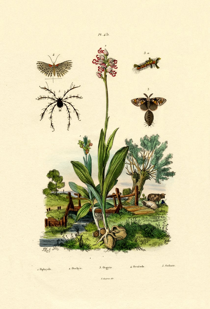 Orchid by French School