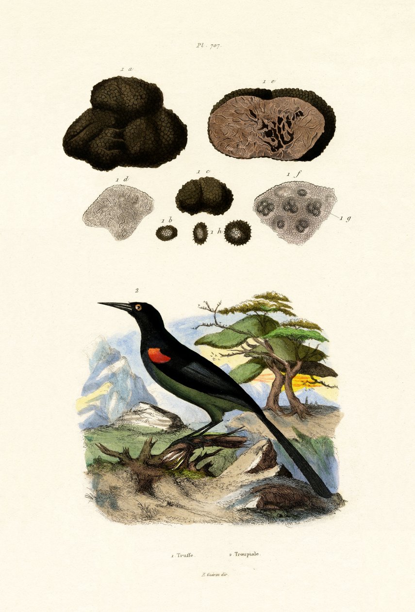 Oriole by French School