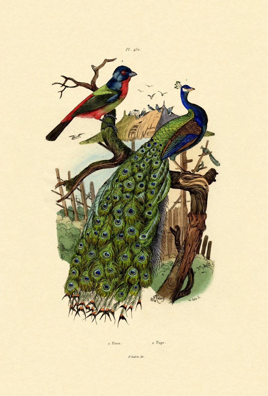 Peacock by French School