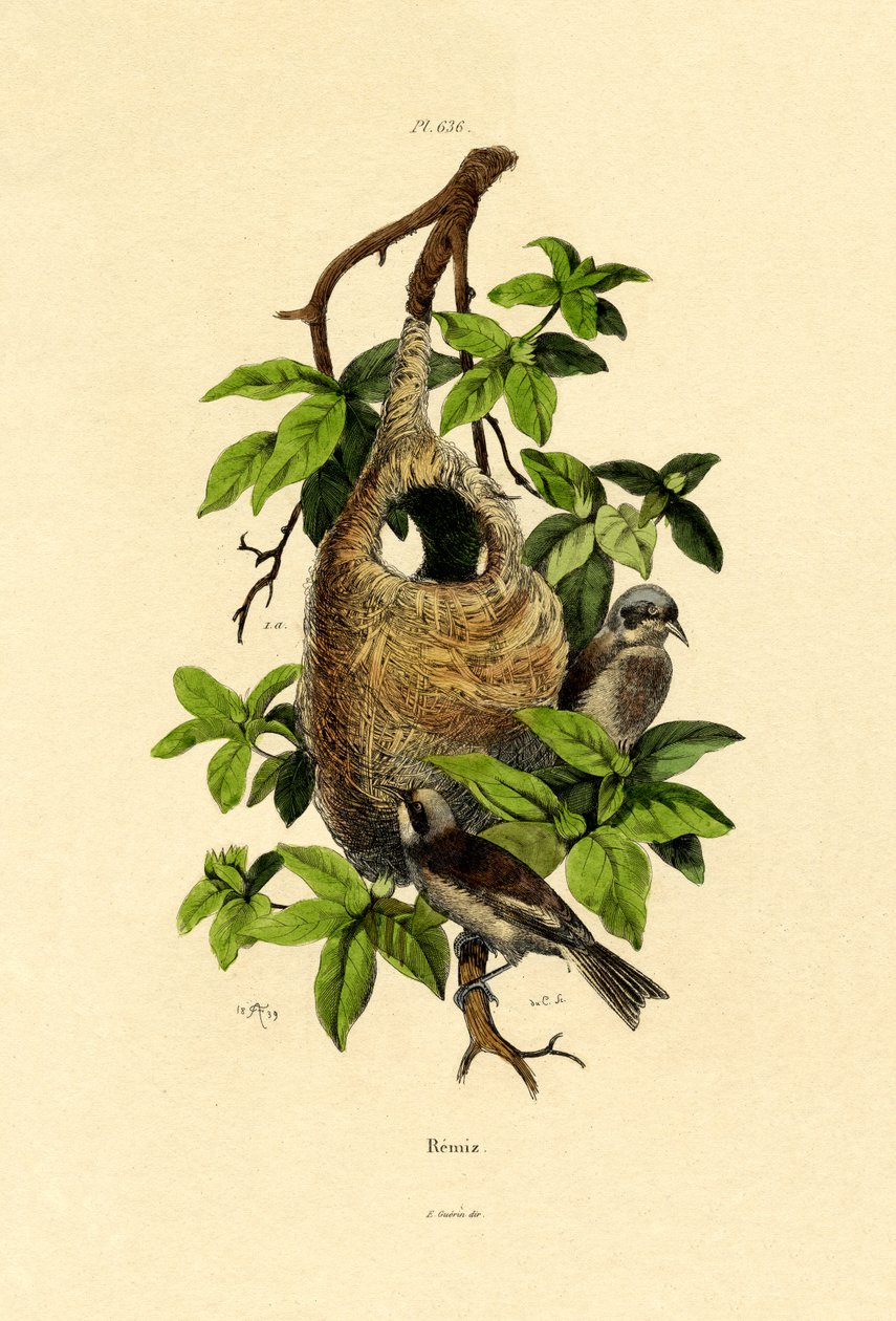 Penduline Tit by French School