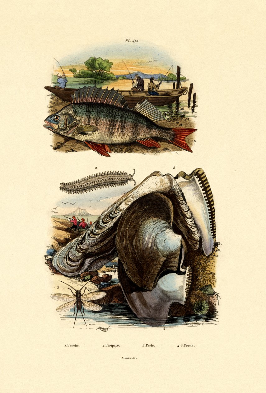 Perch by French School