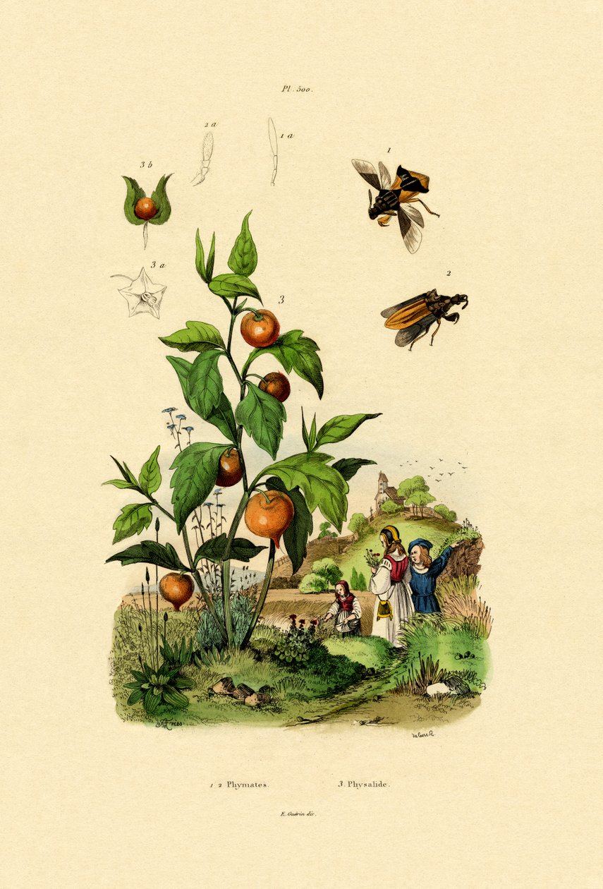 Physalis by French School