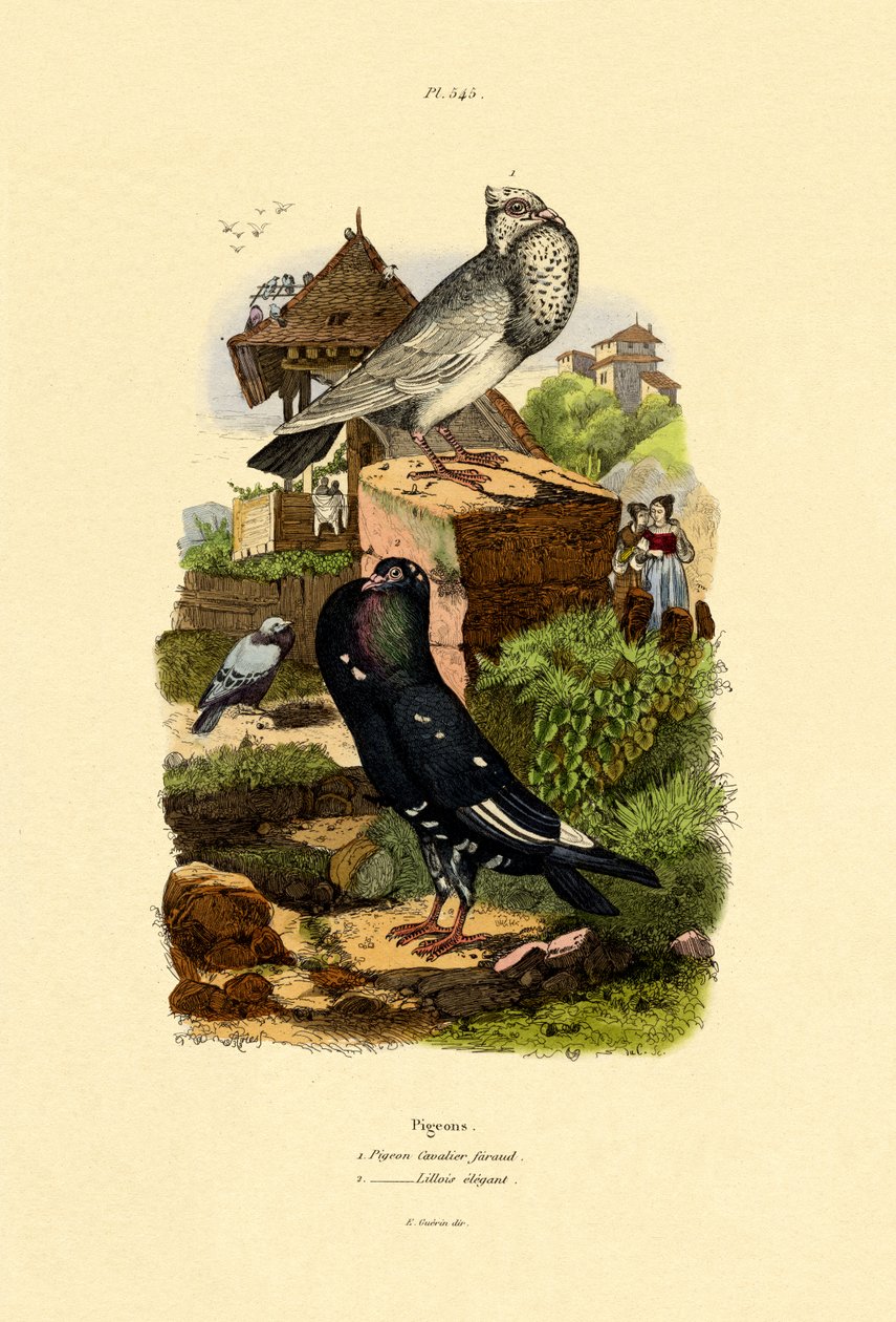 Pigeons by French School