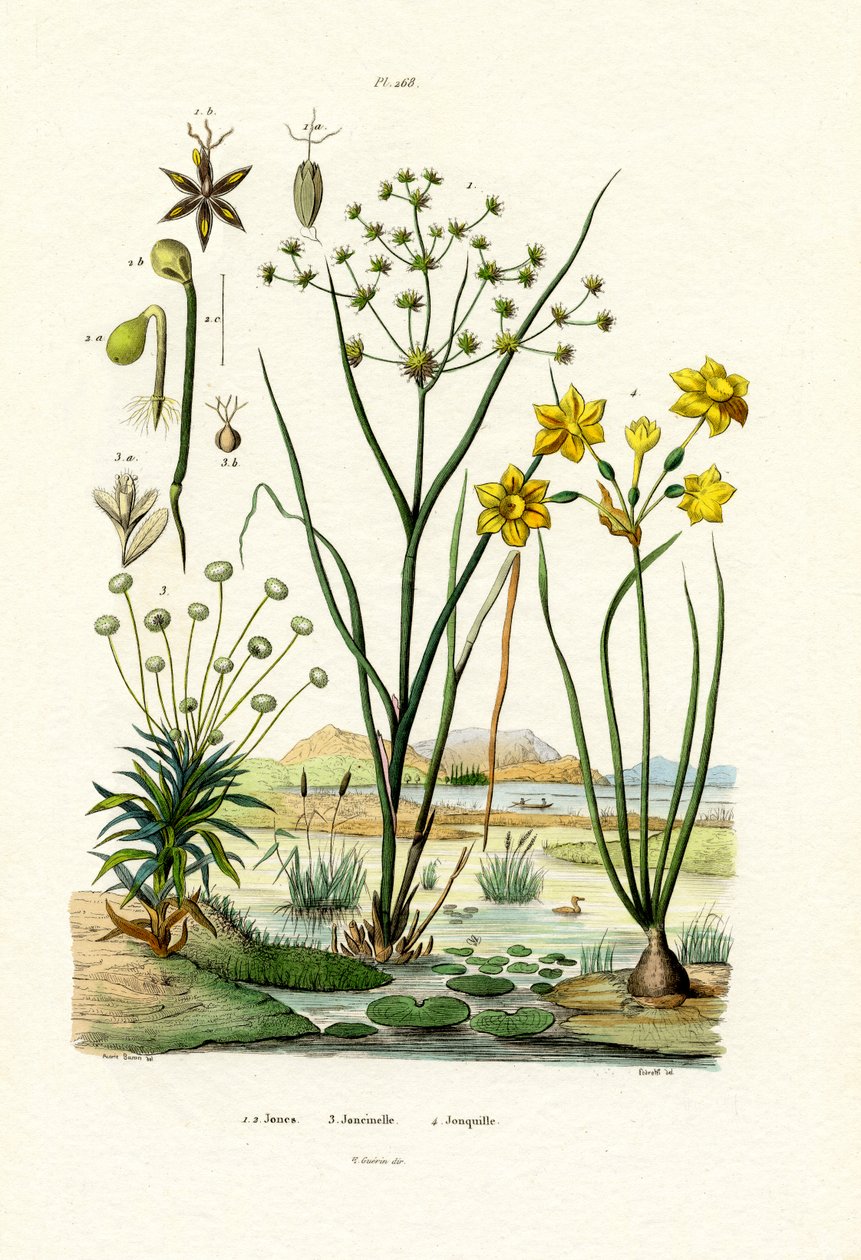 Pipewort by French School