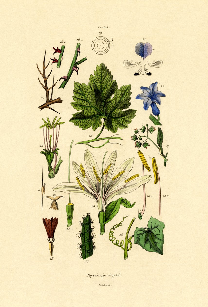 Plants by French School