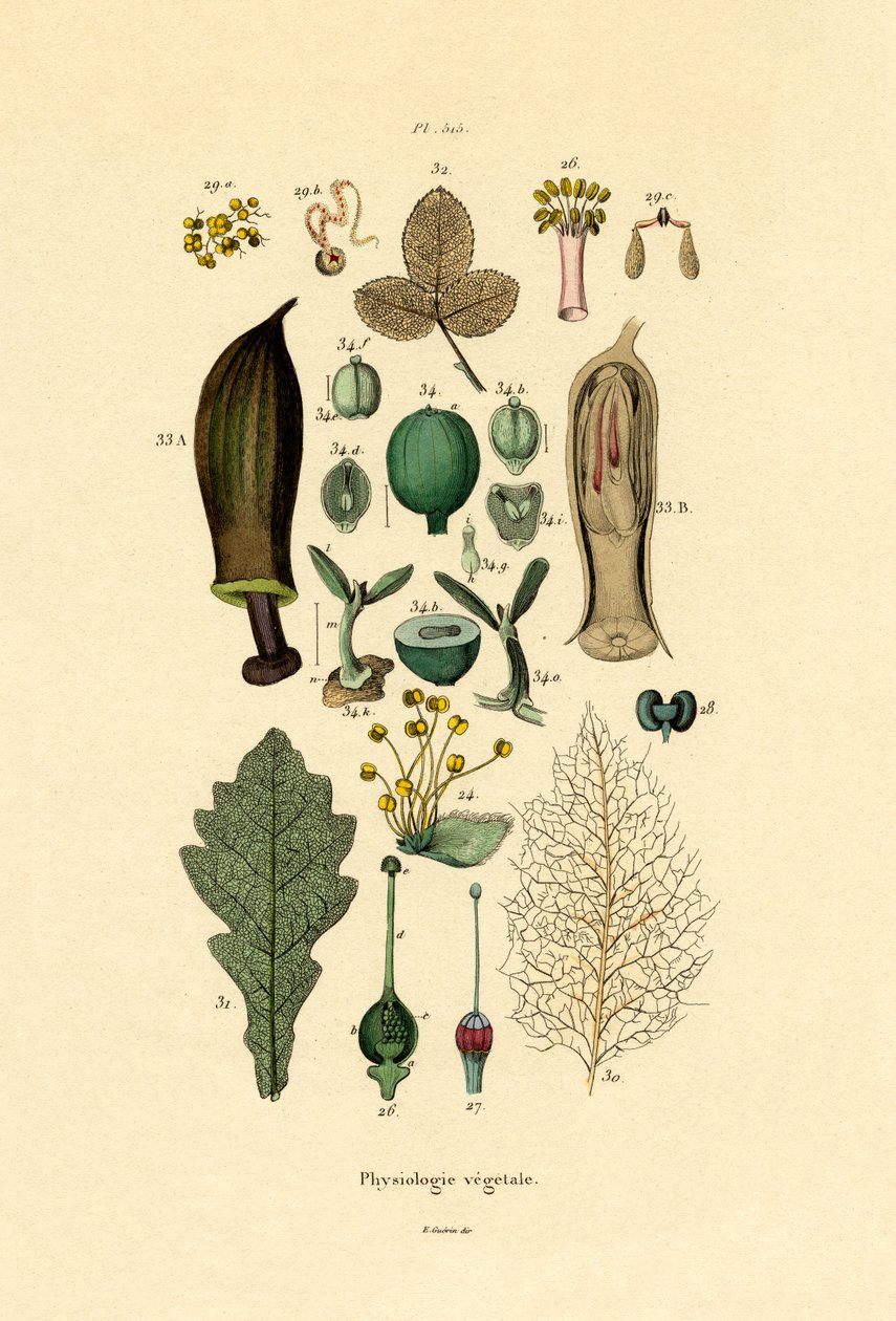 Plants by French School