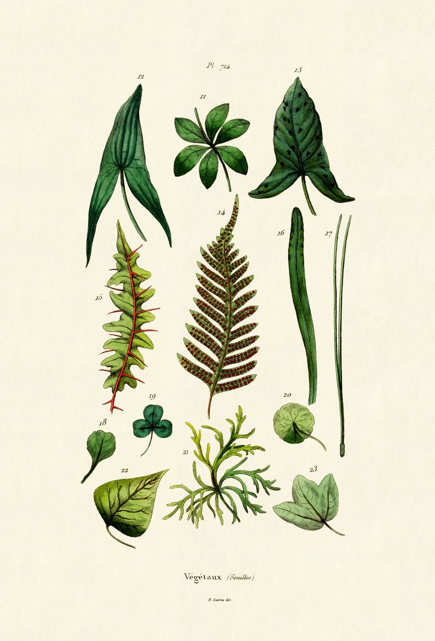 Plants by French School