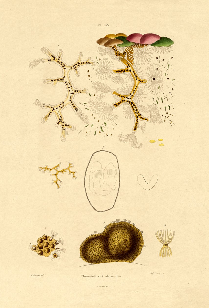 Polyp by French School