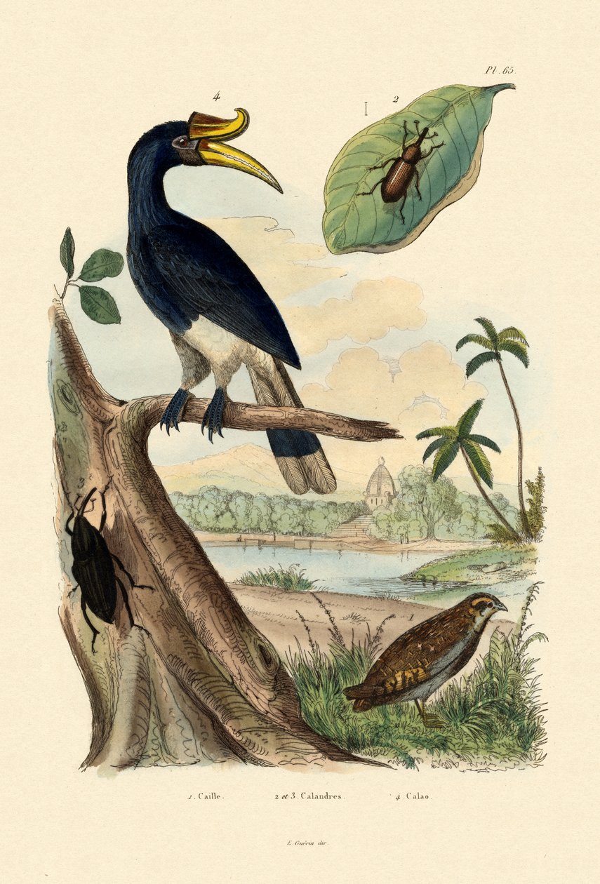 Quail by French School