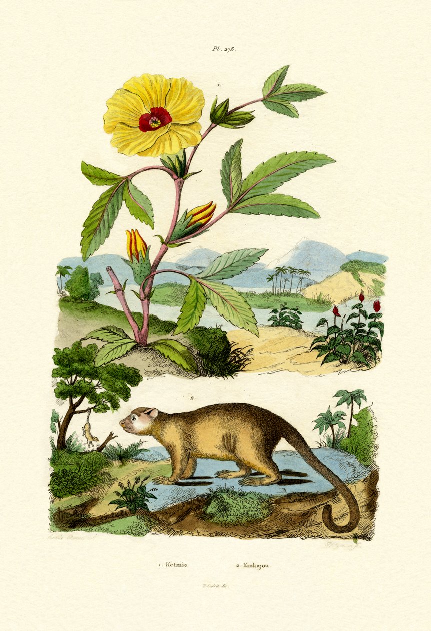 Rose of Sharon by French School