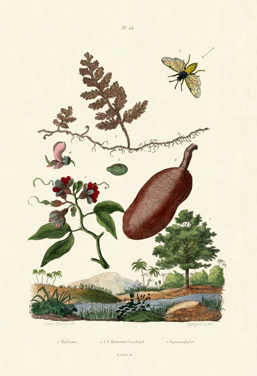 Sawfly by French School