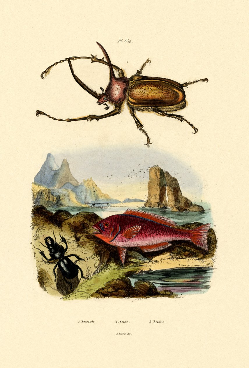 Scarab Beetle by French School