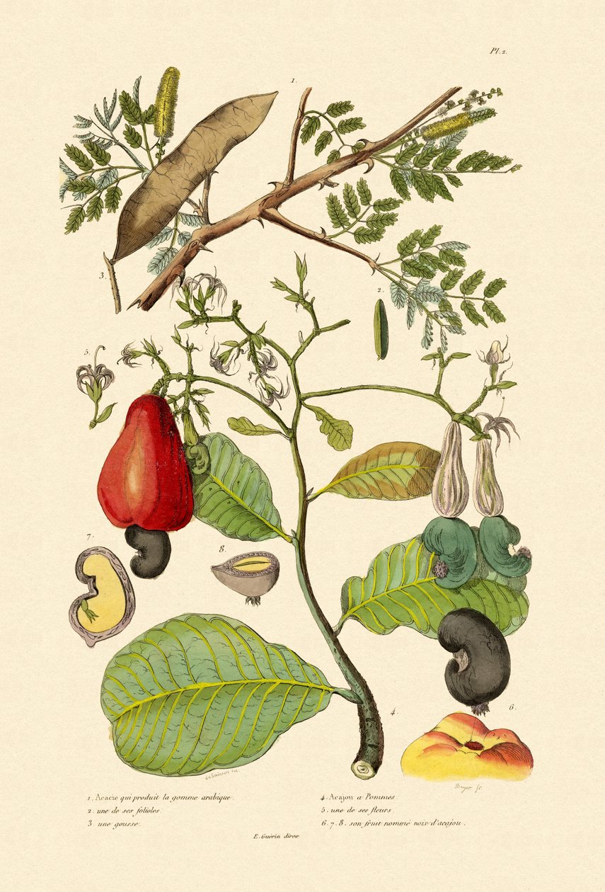 Senegal Gum Arabica by French School