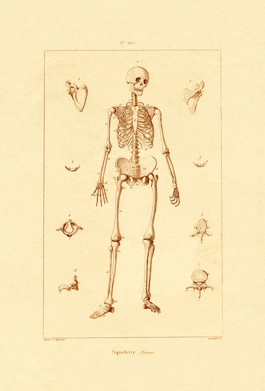 Skeleton by French School