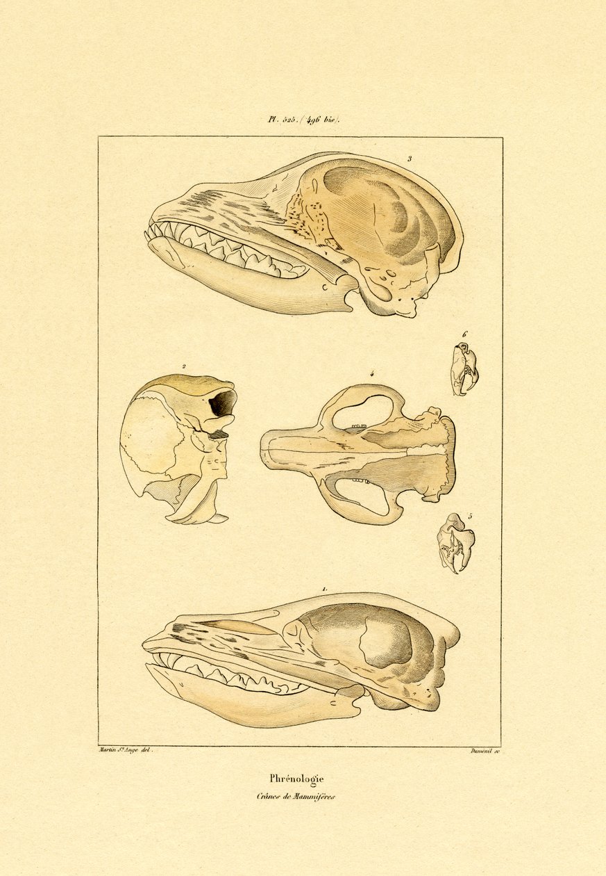 Skulls by French School