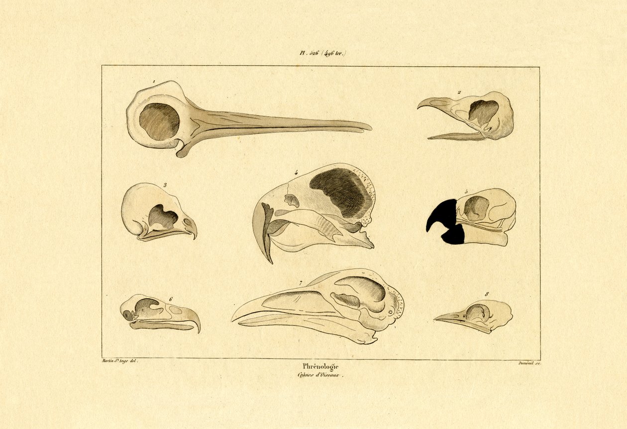 Skulls by French School