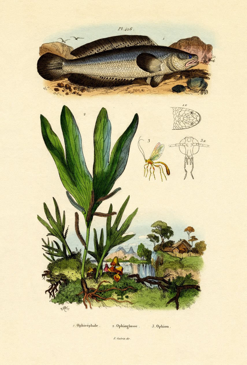 Snakehead by French School