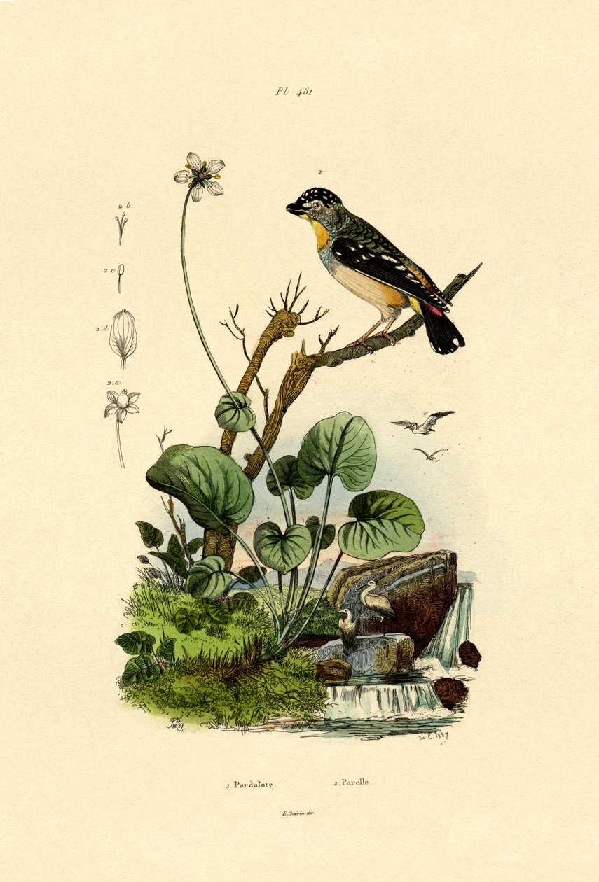 Spotted Pardalote by French School
