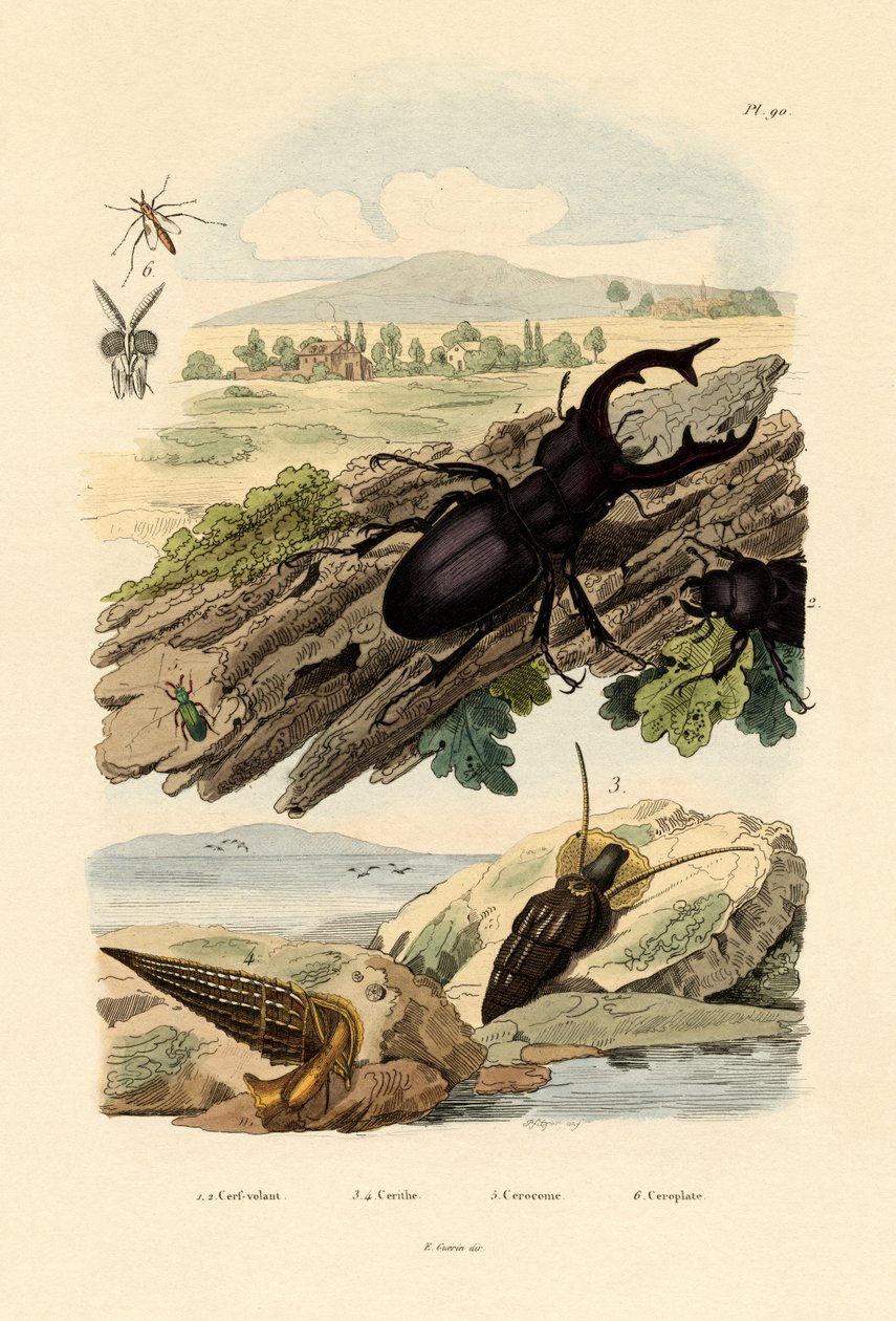 Stag Beetle by French School