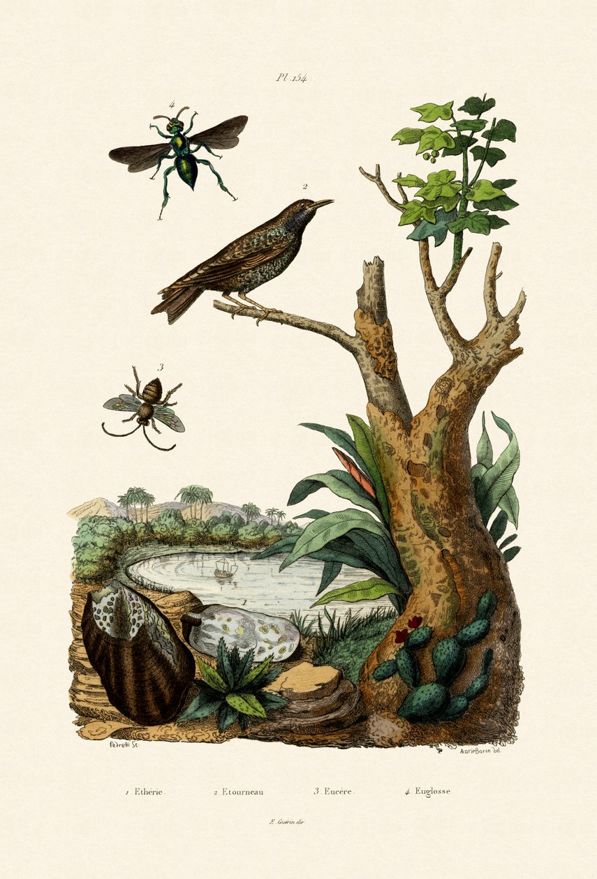 Starling by French School