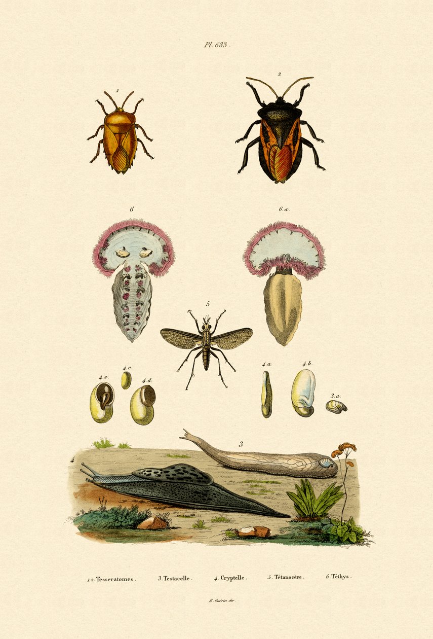 Stink Bugs by French School