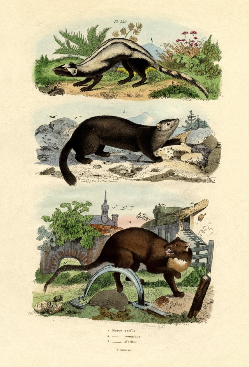 Striped Polecat by French School
