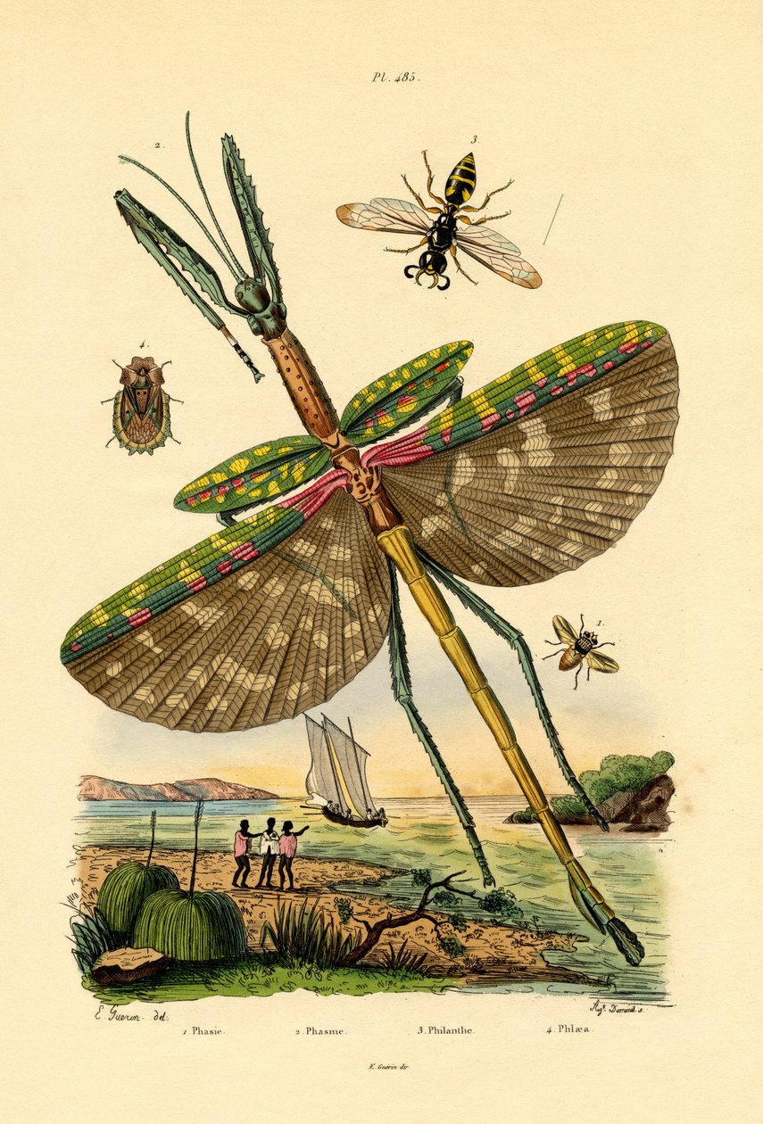 Tachinid Fly by French School