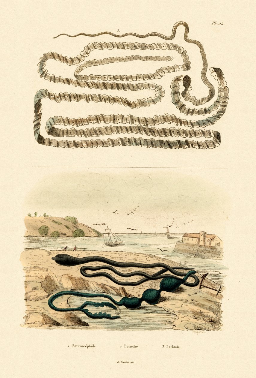 Tapeworm by French School