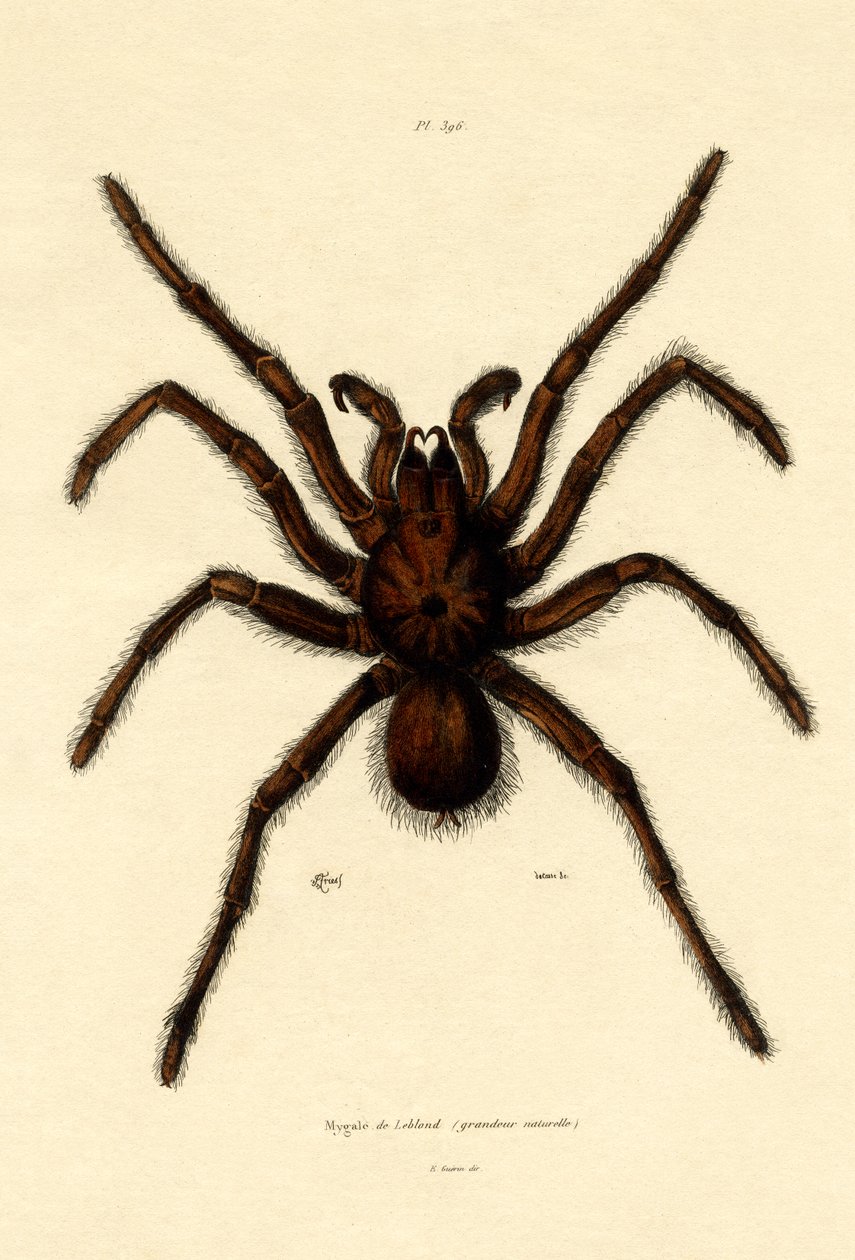 Tarantula by French School
