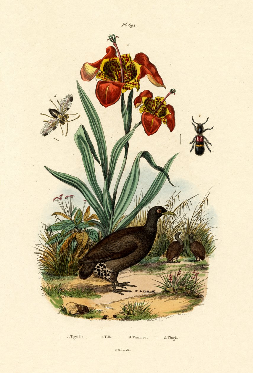 Tiger Flower by French School
