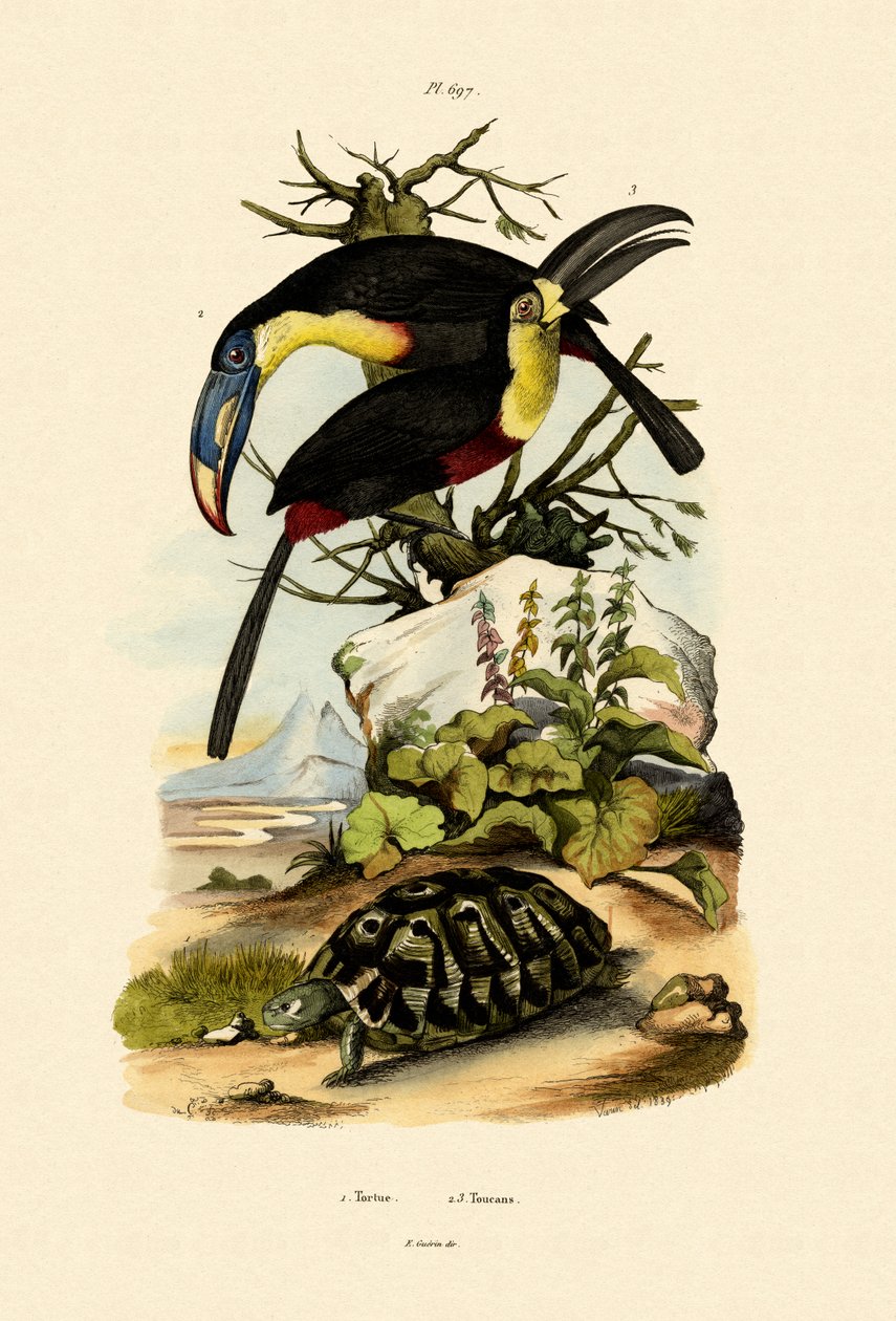Toucans by French School
