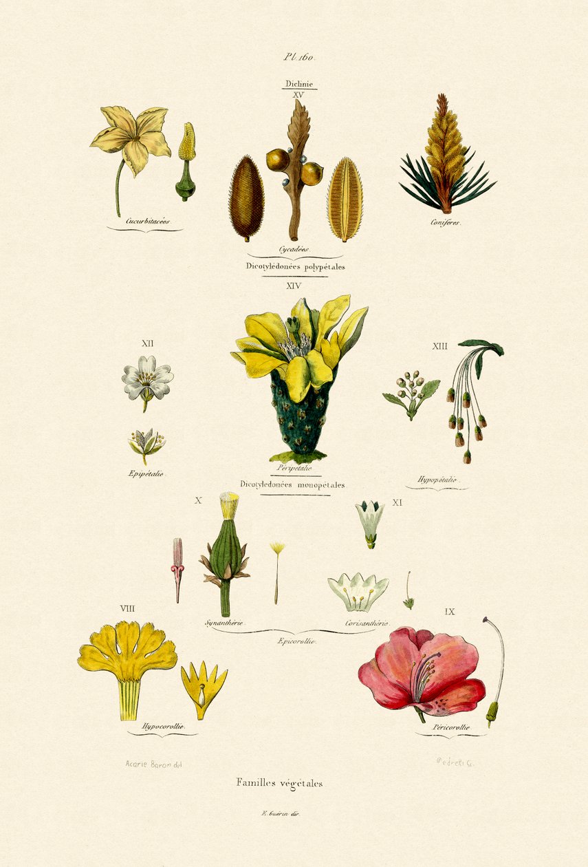 Vegetal Families by French School