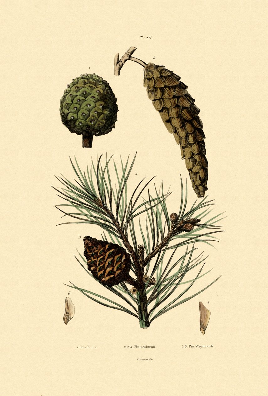 Weymouth Pine by French School