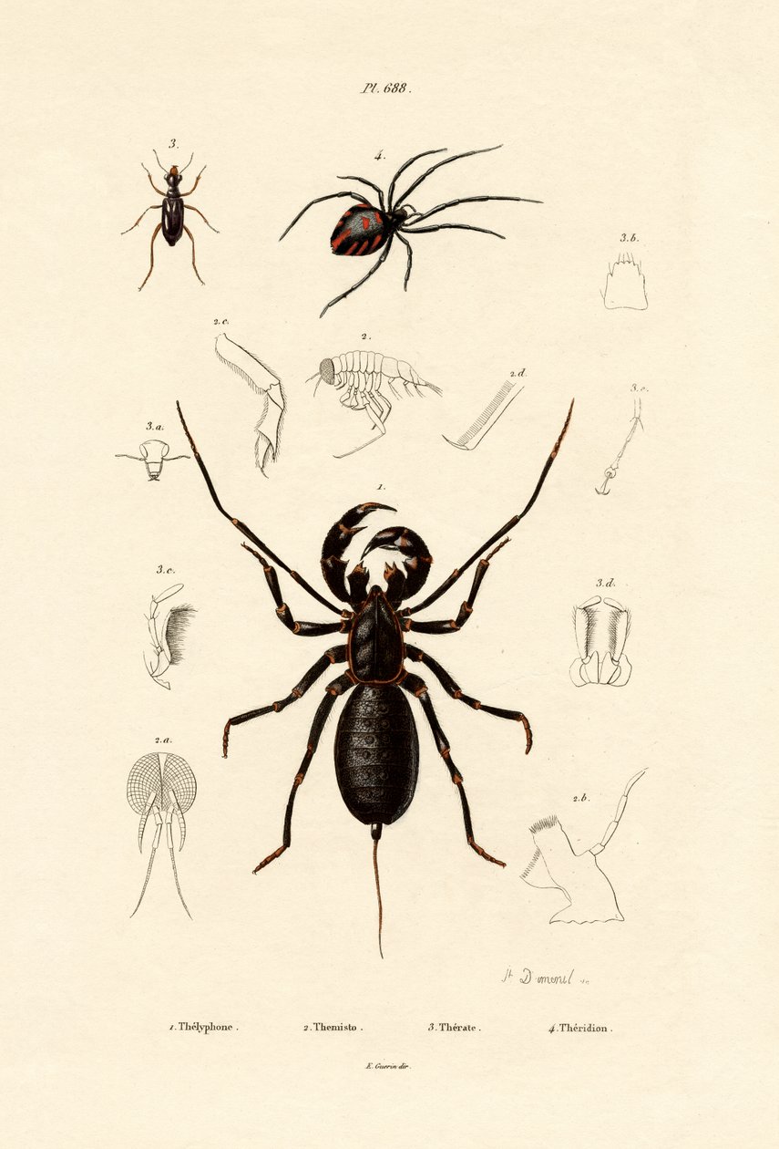 Whip Scorpion by French School