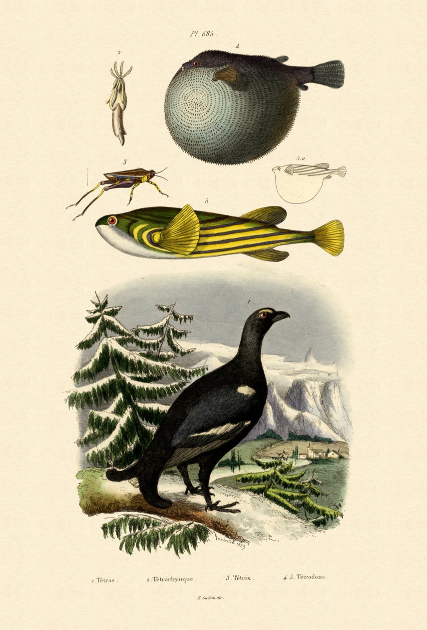 Wood Grouse by French School