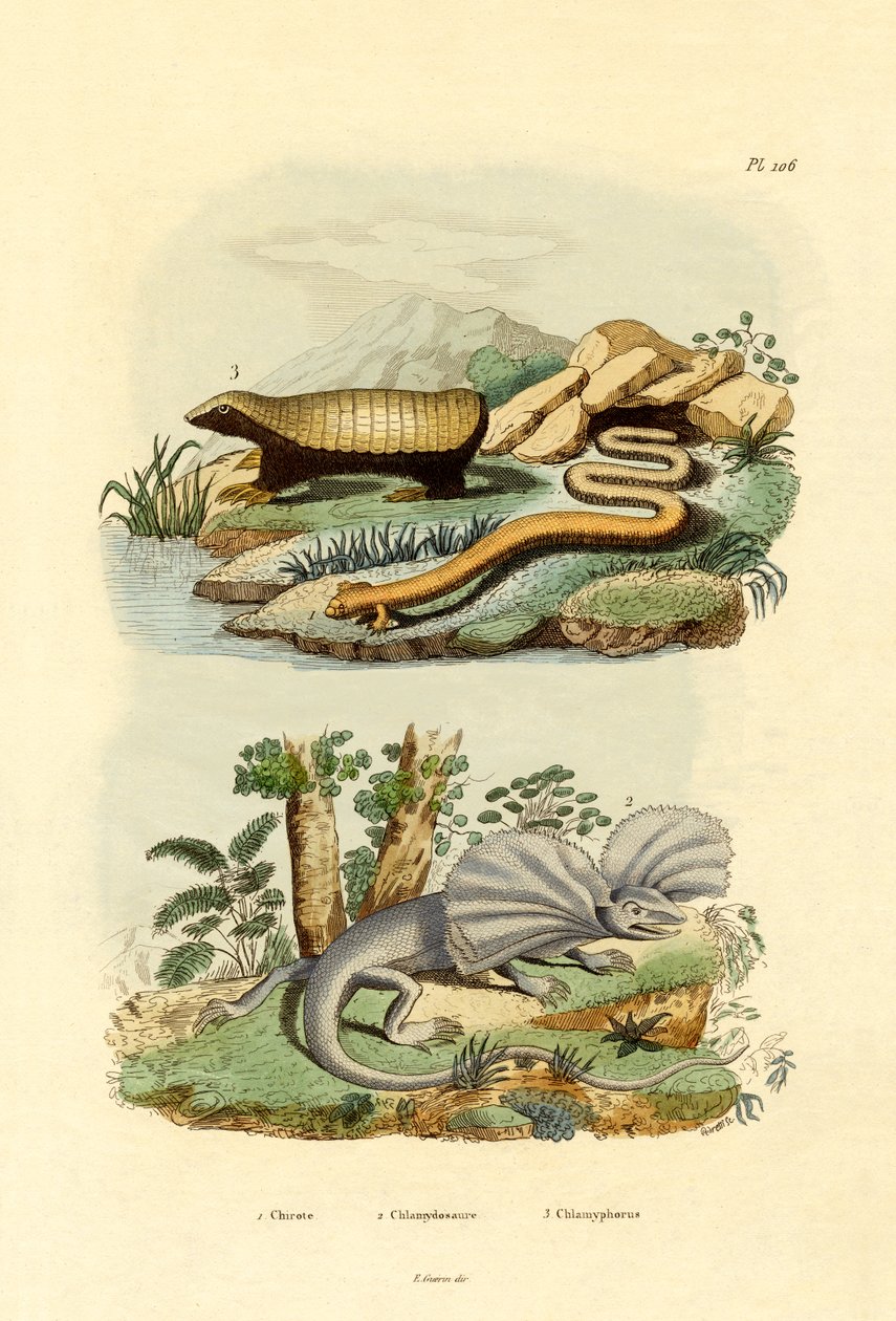 Worm Lizard by French School