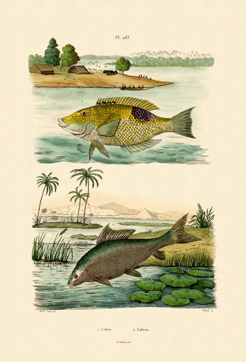 Wrasse by French School