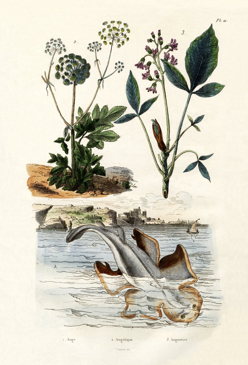 Angelshark, 1833-39 by French School