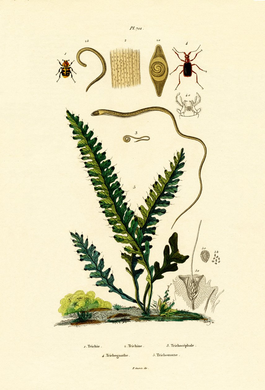 Bee Beetle by French School