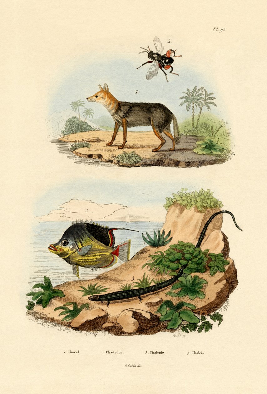 Black-backed Jackal by French School