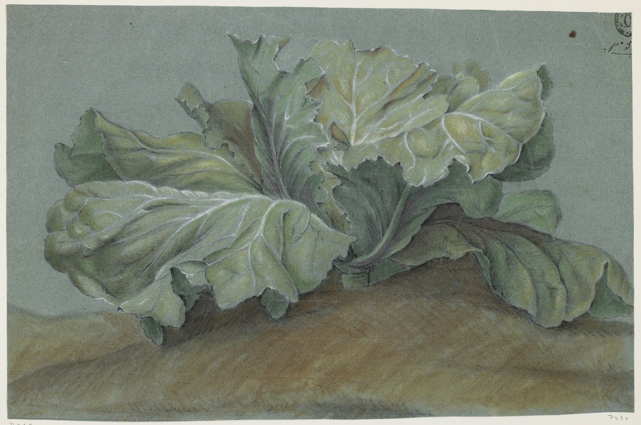 Cabbage Plant by French School