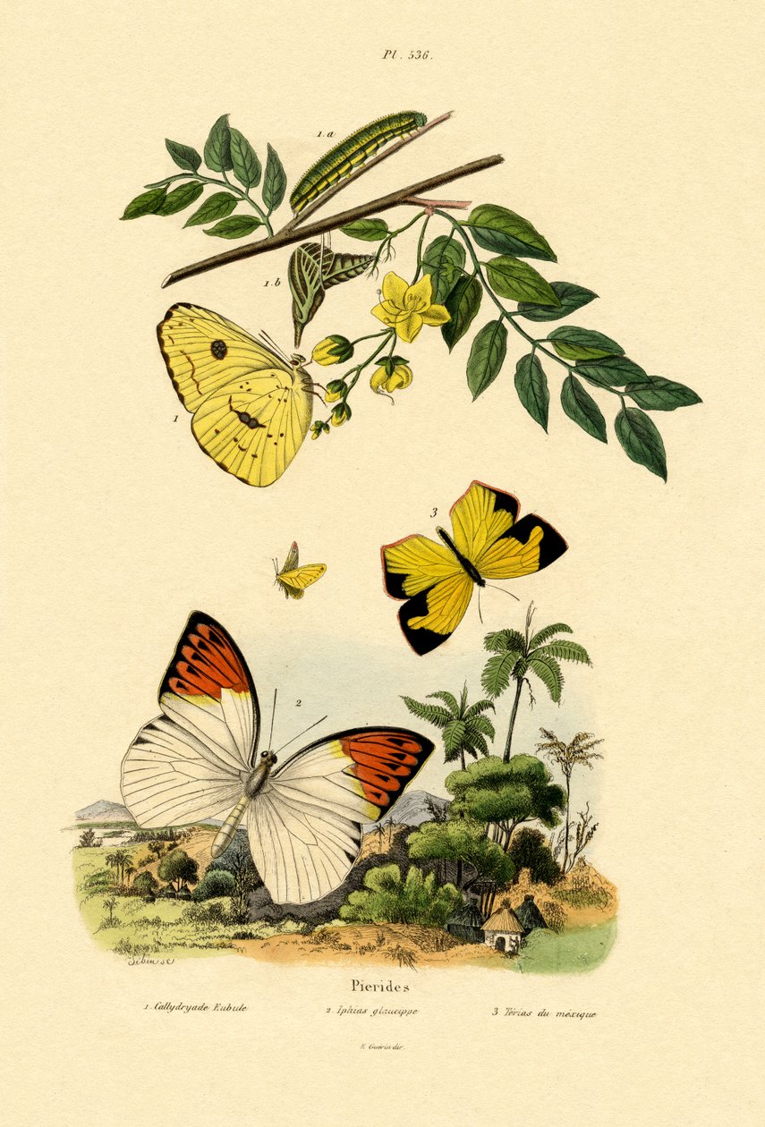 Cloudless Sulphur by French School