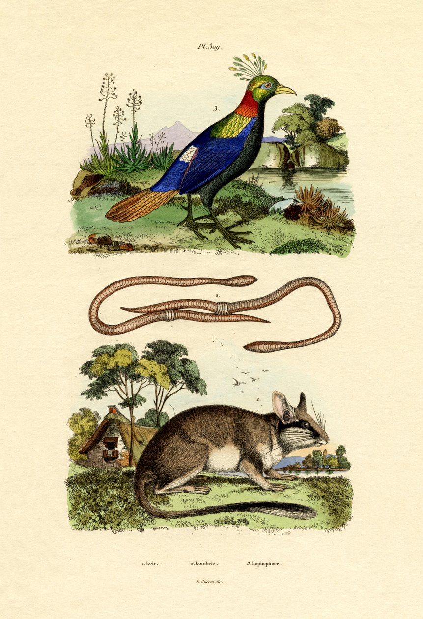 Dormouse by French School