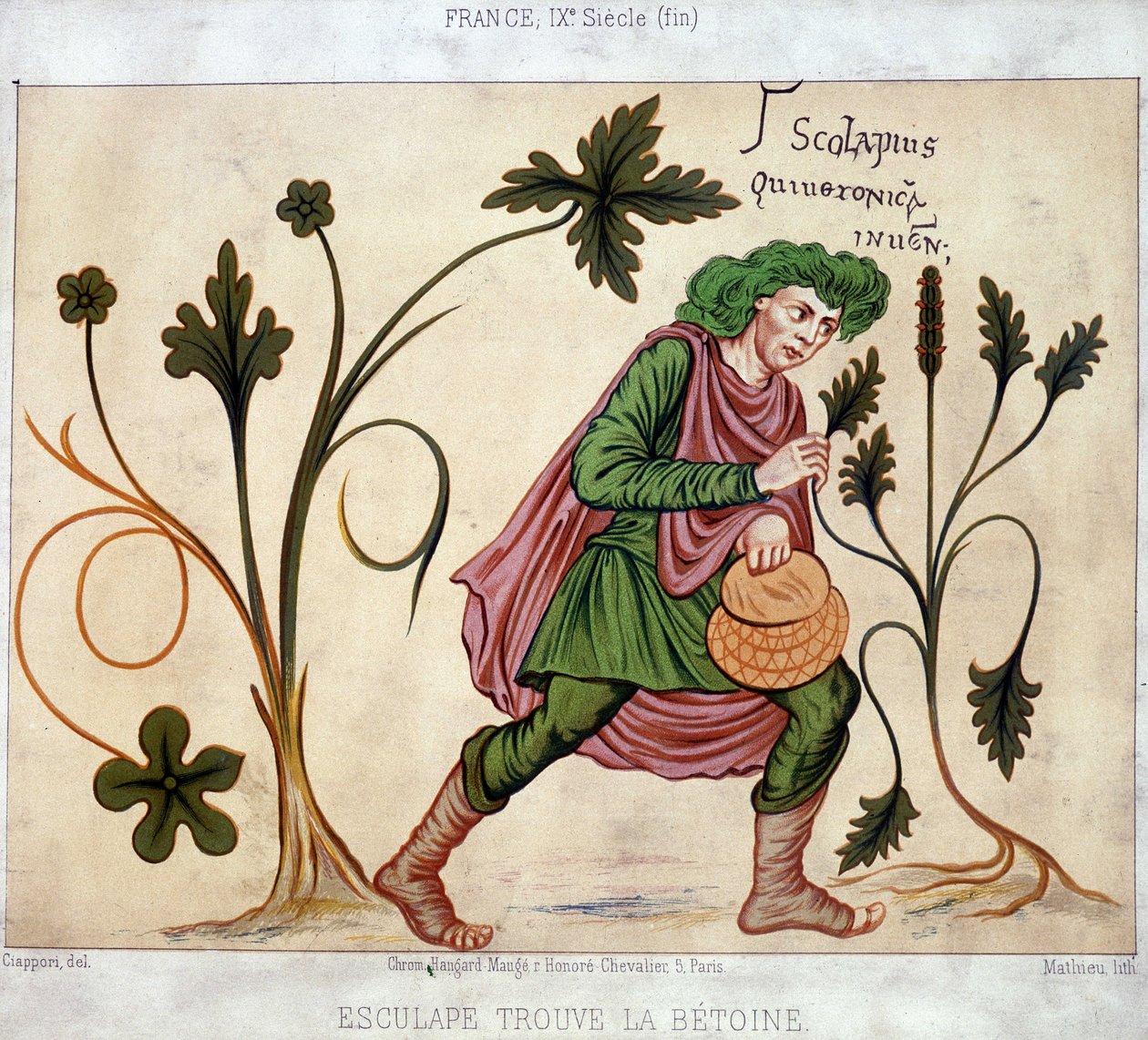 Esculapus Finds the Betoneum (Medicinal Plant) by French School