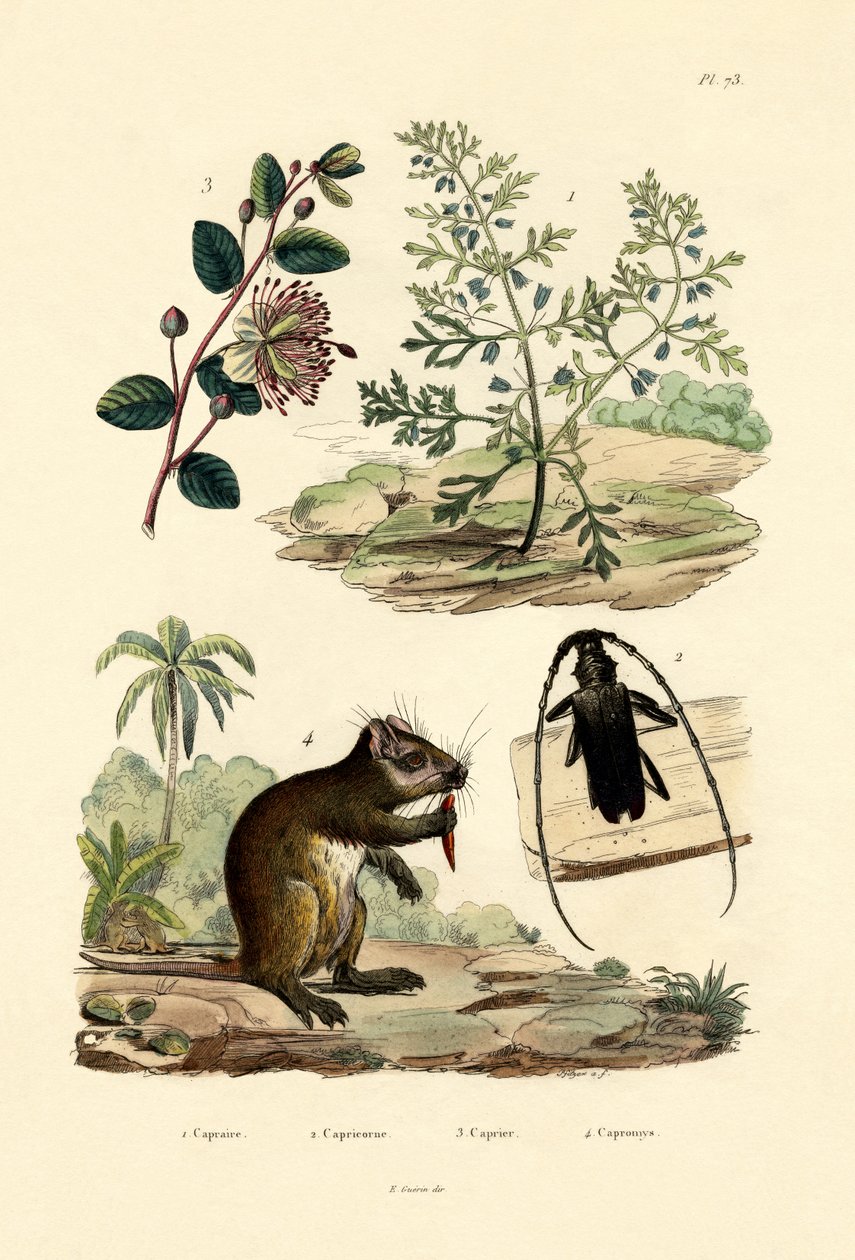 Goatweed by French School