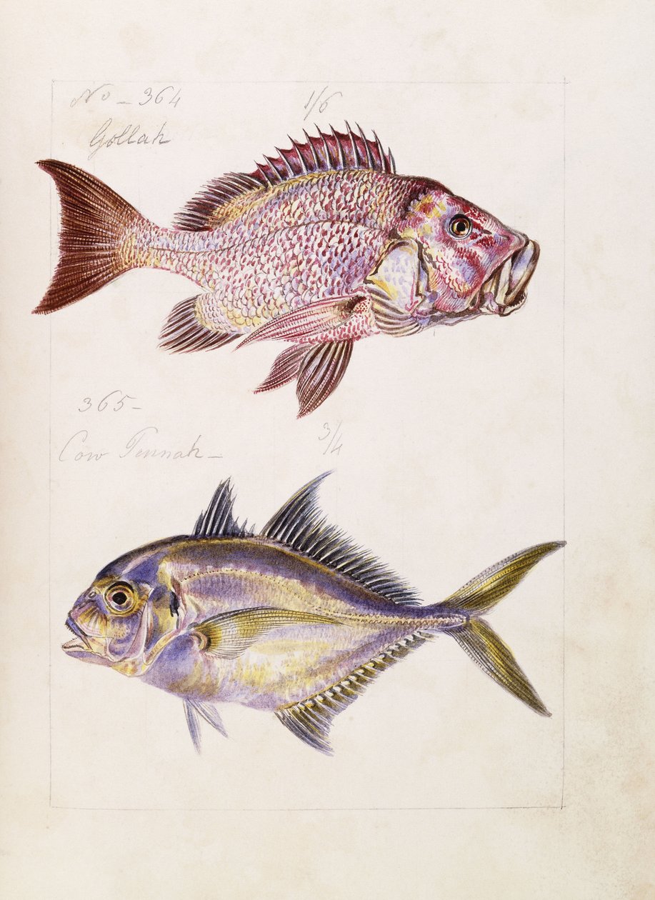 Gollah etc, c.1850 by French School
