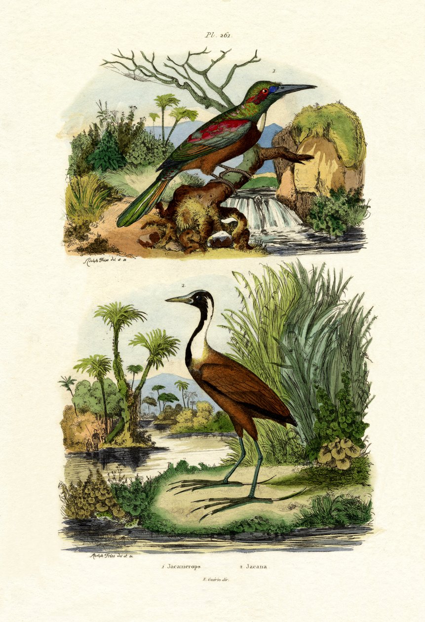 Great Jacamar by French School