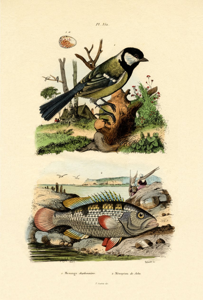 Great Tit by French School