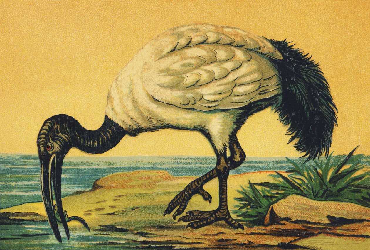 I as Ibis by French School