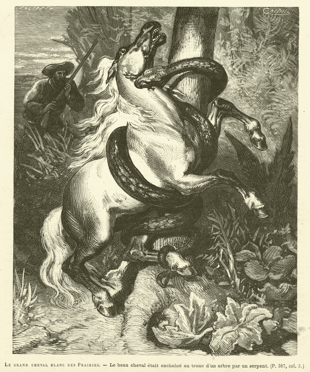 The Great White Horse of the Prairies (engraving) by French School